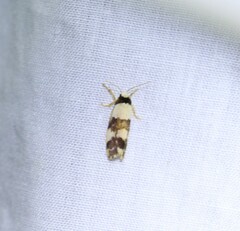 Philenora aspectalella