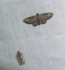 Sigilliclystis insigillata