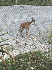 Tragelaphus sylvaticus sylvaticus