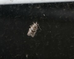 Isotenes miserana