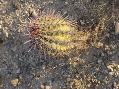 Ferocactus recurvus