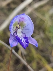 Disa purpurascens