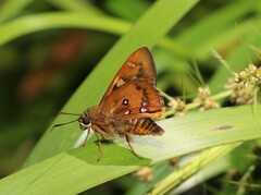 Trapezites symmomus