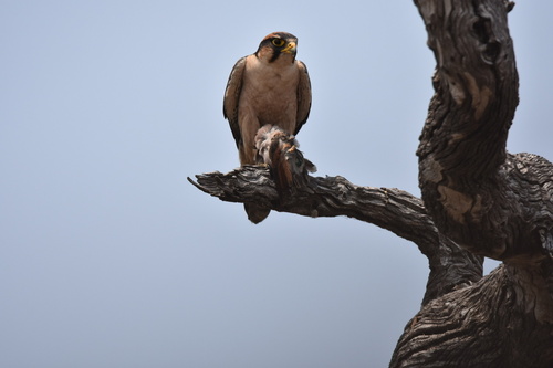Halcón borní (Falco biarmicus)