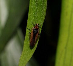Ellipsidion bicolor