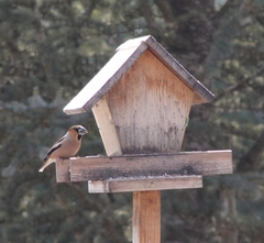 Coccothraustes coccothraustes coccothraustes