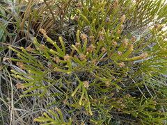 Veronica lycopodioides