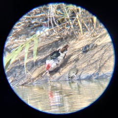 Cairina moschata domestica