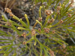 Veronica lycopodioides