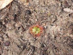 Drosera pulchella