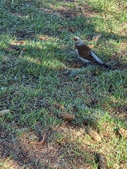 Turdus pilaris