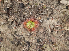 Drosera pulchella