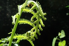 Amblovenatum immersum