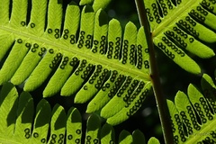 Amblovenatum immersum