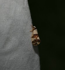 Philenora aspectalella