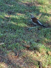 Turdus pilaris