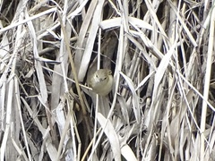 Acrocephalus australis