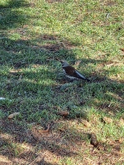 Turdus pilaris