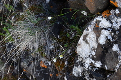 Gagea serotina