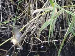 Acrocephalus australis