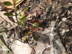 Drosera pulchella
