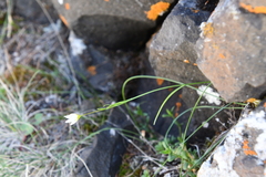 Gagea serotina