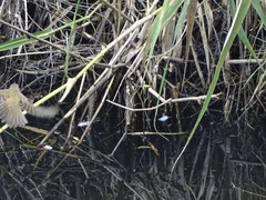 Acrocephalus australis