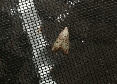 Heteromicta tripartitella