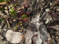 Drosera pulchella