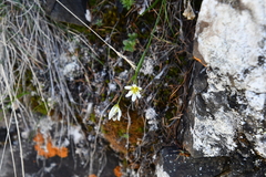 Gagea serotina