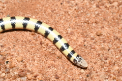 Simoselaps littoralis