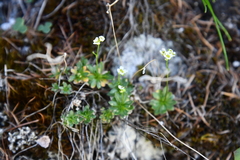 Draba fladnizensis