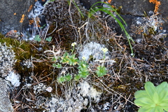 Draba fladnizensis