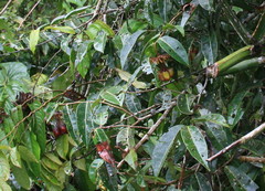 Marcgravia nepenthoides