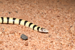 Simoselaps littoralis