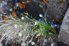 Cerastium beeringianum