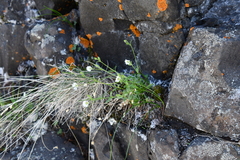 Cerastium beeringianum