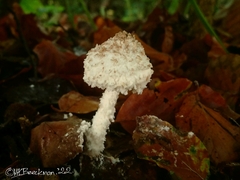 Cystolepiota pulverulenta