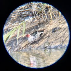 Cairina moschata domestica