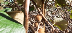 Actinidia