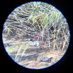 Cairina moschata domestica