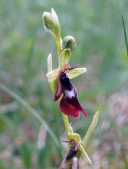Ophrys insectifera