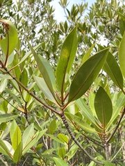 Rhizophora apiculata