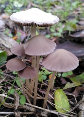 Psathyrella pseudogracilis