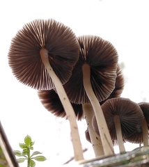 Psathyrella pseudogracilis