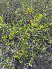 Avicennia marina