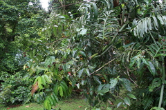 Marcgravia nepenthoides