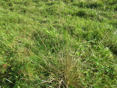 Deschampsia cespitosa
