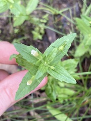 Gratiola pedunculata
