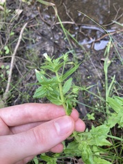 Gratiola pedunculata